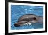 Bottlenose Dolphin Resting at Surface-Augusto Leandro Stanzani-Framed Photographic Print