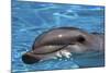 Bottlenose Dolphin Resting at Surface-Augusto Leandro Stanzani-Mounted Photographic Print