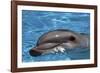 Bottlenose Dolphin Resting at Surface-Augusto Leandro Stanzani-Framed Photographic Print