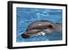 Bottlenose Dolphin Resting at Surface-Augusto Leandro Stanzani-Framed Photographic Print