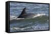 Bottlenose Dolphin Surfacing with Fin Showing, Moray Firth, Inverness-Shire, Scotland, UK-John Macpherson-Framed Stretched Canvas