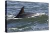 Bottlenose Dolphin Surfacing with Fin Showing, Moray Firth, Inverness-Shire, Scotland, UK-John Macpherson-Stretched Canvas