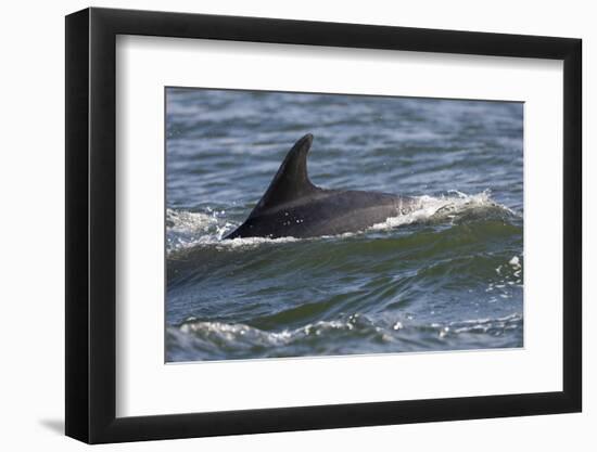 Bottlenose Dolphin Surfacing with Fin Showing, Moray Firth, Inverness-Shire, Scotland, UK-John Macpherson-Framed Photographic Print