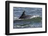 Bottlenose Dolphin Surfacing with Fin Showing, Moray Firth, Inverness-Shire, Scotland, UK-John Macpherson-Framed Photographic Print