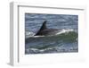 Bottlenose Dolphin Surfacing with Fin Showing, Moray Firth, Inverness-Shire, Scotland, UK-John Macpherson-Framed Photographic Print