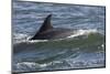 Bottlenose Dolphin Surfacing with Fin Showing, Moray Firth, Inverness-Shire, Scotland, UK-John Macpherson-Mounted Photographic Print