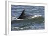 Bottlenose Dolphin Surfacing with Fin Showing, Moray Firth, Inverness-Shire, Scotland, UK-John Macpherson-Framed Photographic Print