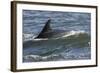 Bottlenose Dolphin Surfacing with Fin Showing, Moray Firth, Inverness-Shire, Scotland, UK-John Macpherson-Framed Photographic Print