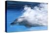 Bottlenose Dolphin Swimming at Speed Through Water-Augusto Leandro Stanzani-Stretched Canvas