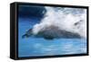 Bottlenose Dolphin Swimming at Speed Through Water-Augusto Leandro Stanzani-Framed Stretched Canvas