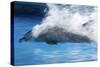 Bottlenose Dolphin Swimming at Speed Through Water-Augusto Leandro Stanzani-Stretched Canvas