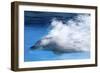 Bottlenose Dolphin Swimming at Speed Through Water-Augusto Leandro Stanzani-Framed Photographic Print