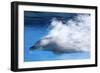 Bottlenose Dolphin Swimming at Speed Through Water-Augusto Leandro Stanzani-Framed Photographic Print