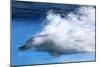 Bottlenose Dolphin Swimming at Speed Through Water-Augusto Leandro Stanzani-Mounted Photographic Print