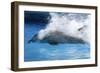 Bottlenose Dolphin Swimming at Speed Through Water-Augusto Leandro Stanzani-Framed Photographic Print