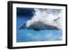 Bottlenose Dolphin Swimming at Speed Through Water-Augusto Leandro Stanzani-Framed Photographic Print