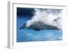 Bottlenose Dolphin Swimming at Speed Through Water-Augusto Leandro Stanzani-Framed Photographic Print