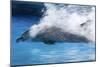 Bottlenose Dolphin Swimming at Speed Through Water-Augusto Leandro Stanzani-Mounted Photographic Print