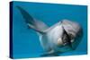 Bottlenose Dolphin Swimming on Side Underwater-Augusto Leandro Stanzani-Stretched Canvas