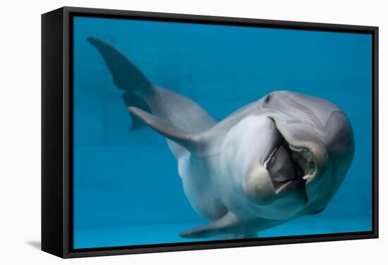 Bottlenose Dolphin Swimming on Side Underwater-Augusto Leandro Stanzani-Framed Stretched Canvas