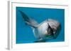 Bottlenose Dolphin Swimming on Side Underwater-Augusto Leandro Stanzani-Framed Photographic Print