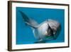 Bottlenose Dolphin Swimming on Side Underwater-Augusto Leandro Stanzani-Framed Photographic Print