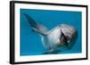 Bottlenose Dolphin Swimming on Side Underwater-Augusto Leandro Stanzani-Framed Photographic Print