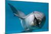Bottlenose Dolphin Swimming on Side Underwater-Augusto Leandro Stanzani-Mounted Photographic Print