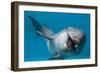 Bottlenose Dolphin Swimming on Side Underwater-Augusto Leandro Stanzani-Framed Photographic Print
