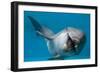 Bottlenose Dolphin Swimming on Side Underwater-Augusto Leandro Stanzani-Framed Photographic Print