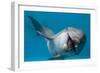 Bottlenose Dolphin Swimming on Side Underwater-Augusto Leandro Stanzani-Framed Photographic Print