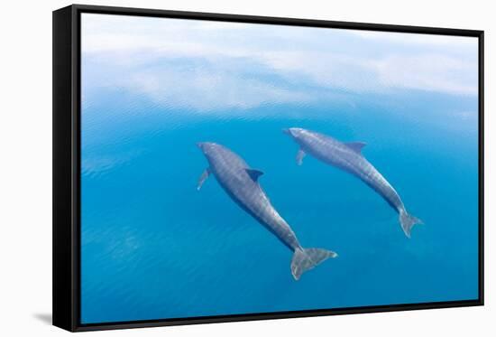 Bottlenose dolphin swimming towards sea surface, Mexico-Claudio Contreras-Framed Stretched Canvas