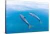 Bottlenose dolphin swimming towards sea surface, Mexico-Claudio Contreras-Stretched Canvas