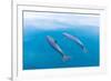 Bottlenose dolphin swimming towards sea surface, Mexico-Claudio Contreras-Framed Photographic Print