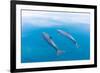 Bottlenose dolphin swimming towards sea surface, Mexico-Claudio Contreras-Framed Photographic Print