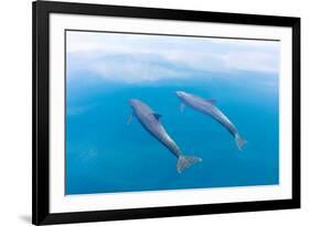 Bottlenose dolphin swimming towards sea surface, Mexico-Claudio Contreras-Framed Photographic Print