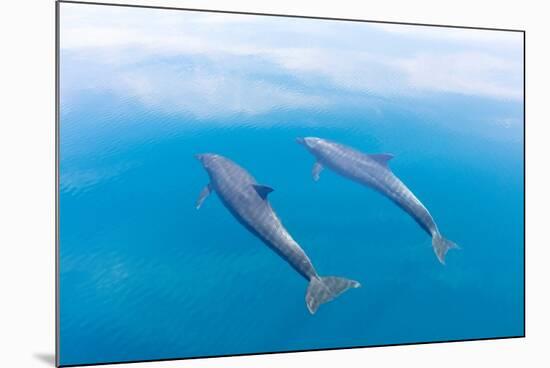 Bottlenose dolphin swimming towards sea surface, Mexico-Claudio Contreras-Mounted Photographic Print