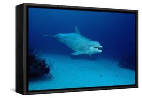 Bottlenose Dolphin Swimming (Tursiops Truncatus).-Reinhard Dirscherl-Framed Stretched Canvas