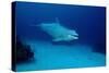 Bottlenose Dolphin Swimming (Tursiops Truncatus).-Reinhard Dirscherl-Stretched Canvas