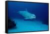 Bottlenose Dolphin Swimming (Tursiops Truncatus).-Reinhard Dirscherl-Framed Stretched Canvas