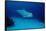 Bottlenose Dolphin Swimming (Tursiops Truncatus).-Reinhard Dirscherl-Framed Stretched Canvas
