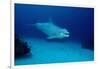 Bottlenose Dolphin Swimming (Tursiops Truncatus).-Reinhard Dirscherl-Framed Photographic Print