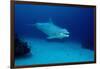 Bottlenose Dolphin Swimming (Tursiops Truncatus).-Reinhard Dirscherl-Framed Photographic Print