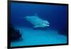 Bottlenose Dolphin Swimming (Tursiops Truncatus).-Reinhard Dirscherl-Framed Photographic Print