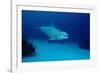 Bottlenose Dolphin Swimming (Tursiops Truncatus).-Reinhard Dirscherl-Framed Photographic Print