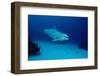 Bottlenose Dolphin Swimming (Tursiops Truncatus).-Reinhard Dirscherl-Framed Photographic Print