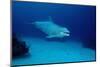 Bottlenose Dolphin Swimming (Tursiops Truncatus).-Reinhard Dirscherl-Mounted Photographic Print