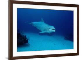 Bottlenose Dolphin Swimming (Tursiops Truncatus).-Reinhard Dirscherl-Framed Photographic Print