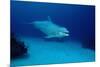 Bottlenose Dolphin Swimming (Tursiops Truncatus).-Reinhard Dirscherl-Mounted Photographic Print