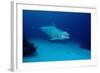 Bottlenose Dolphin Swimming (Tursiops Truncatus).-Reinhard Dirscherl-Framed Photographic Print